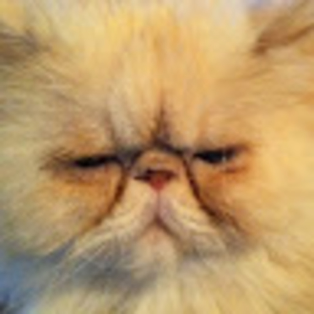 Meet your Posher, Mary